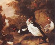 Jakob Bogdani Wild Ducks oil painting reproduction